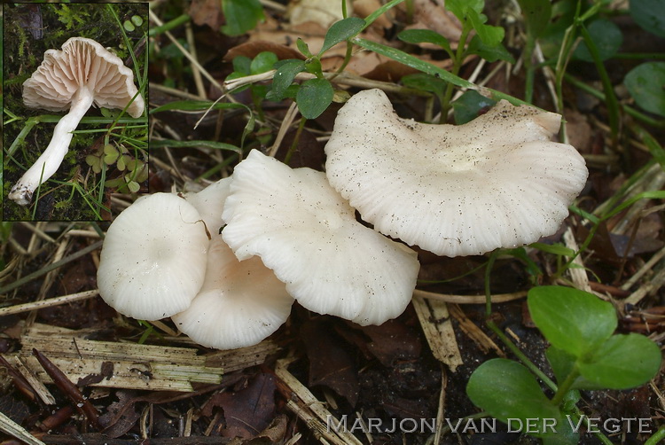 Ranzige elzensatijnzwam - Entoloma caccabus