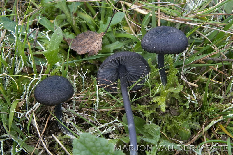 Blauwplaatstaalsteeltje - Entoloma chalybaeum