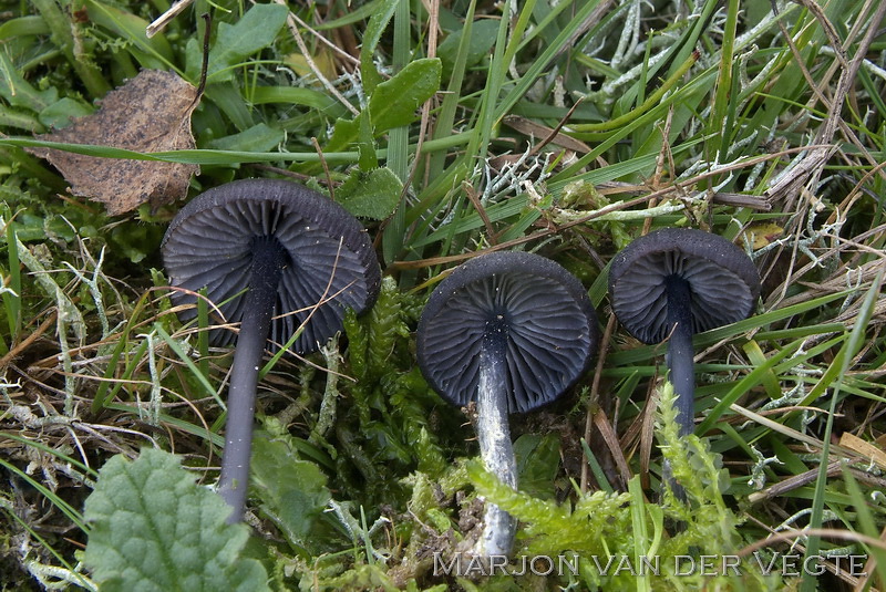 Blauwplaatstaalsteeltje - Entoloma chalybaeum