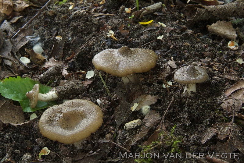 Entoloma clypeatoides - Entoloma clypeatoides