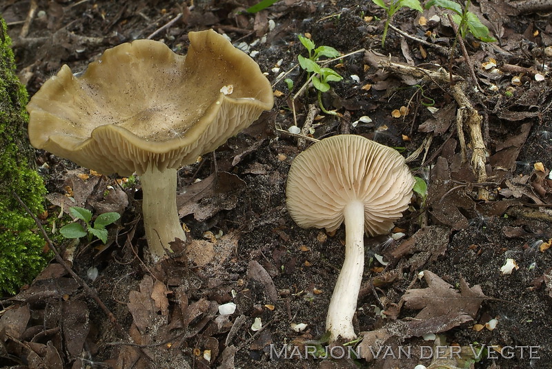 Entoloma clypeatoides - Entoloma clypeatoides