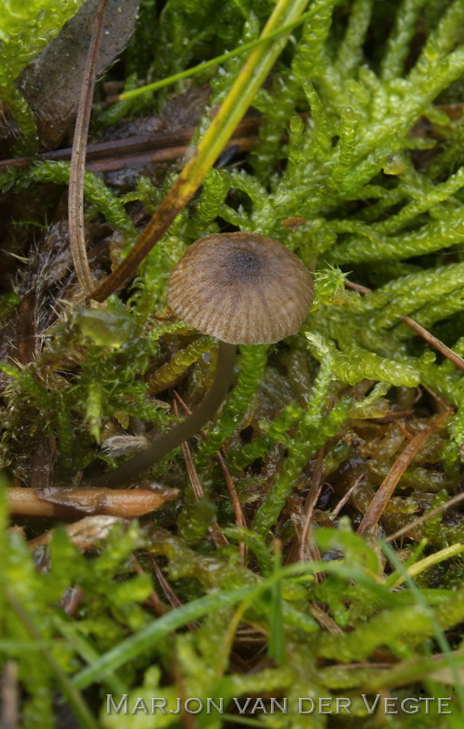 Genavelde cystidesatijnzwam - Entoloma cocles