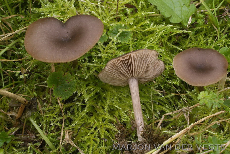 Grote trechtersatijnzwam - Entoloma costatum