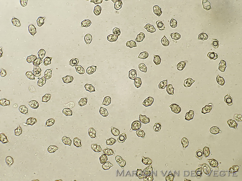 Tweekleurig staalsteeltje - Entoloma glaucobasis