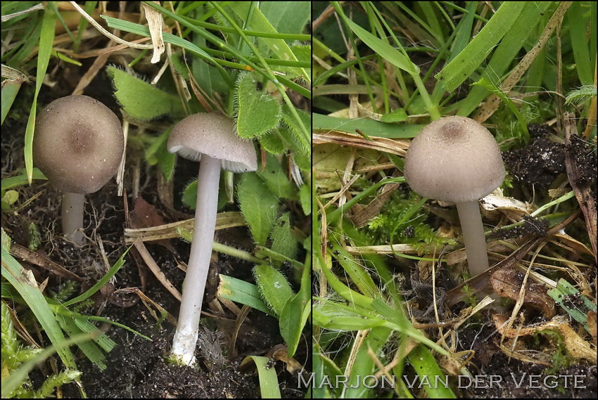 Tweekleurig staalsteeltje - Entoloma glaucobasis