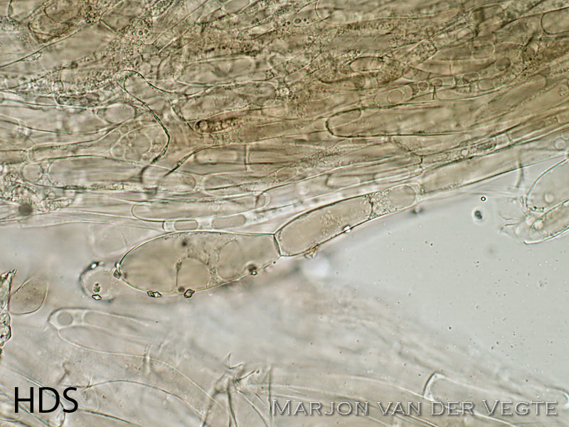 Tweekleurig staalsteeltje - Entoloma glaucobasis