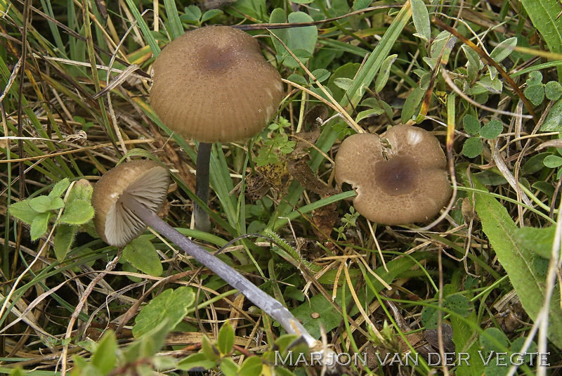 Tweekleurig staalsteeltje - Entoloma glaucobasis