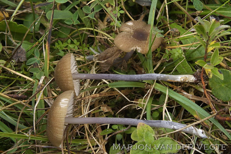 Tweekleurig staalsteeltje - Entoloma glaucobasis