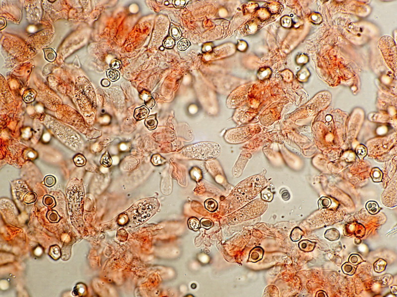 Geknopte dwergsatijnzwam - Entoloma jahnii