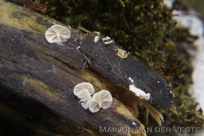 Geknopte dwergsatijnzwam - Entoloma jahnii