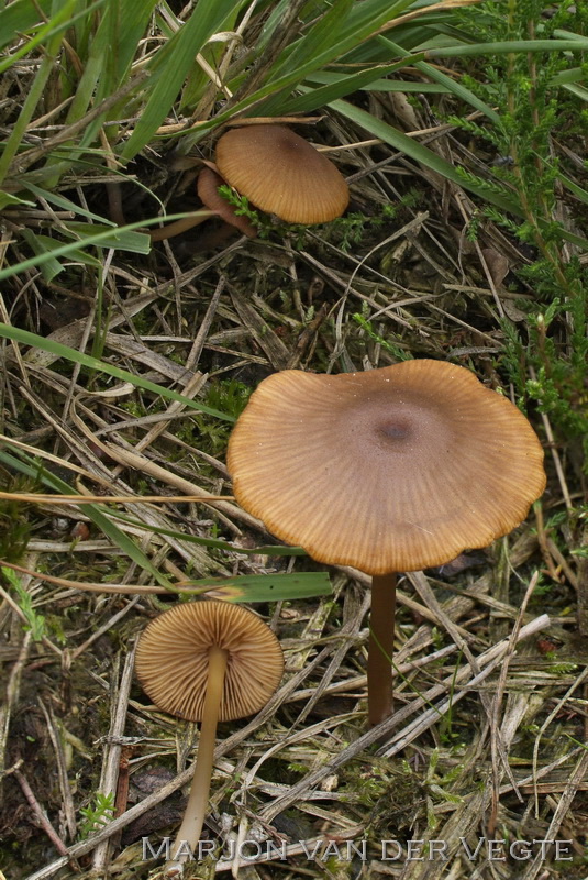 Geelplaatstaalsteeltje - Entoloma xanthochroum