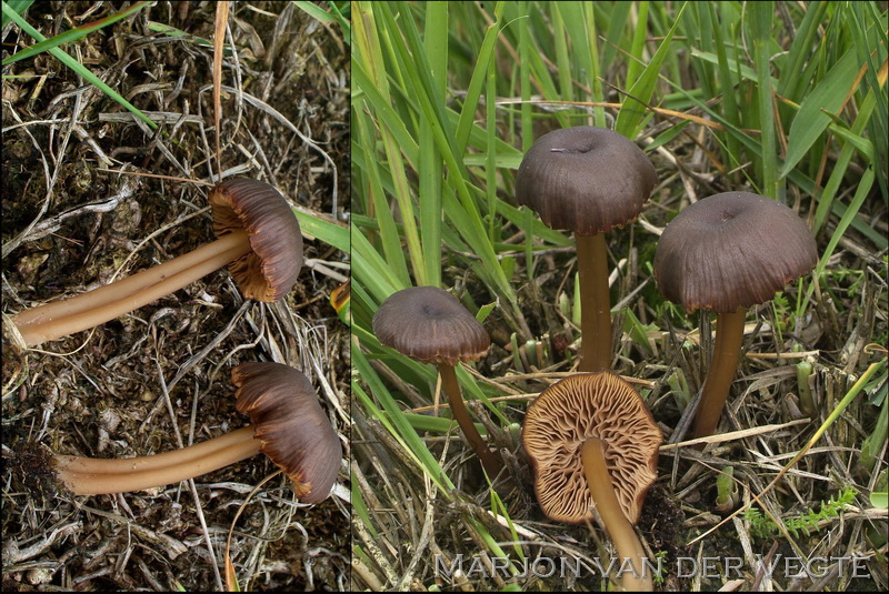 Geelplaatstaalsteeltje - Entoloma xanthochroum