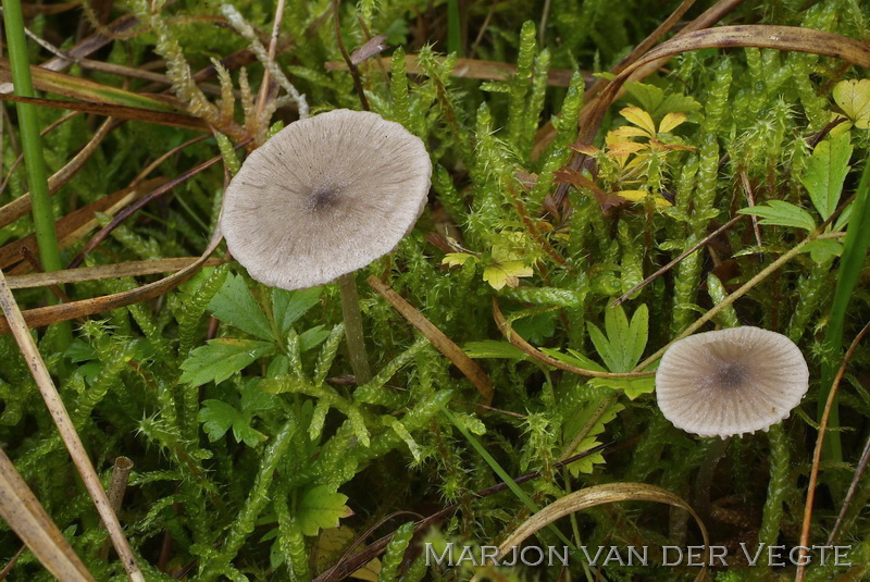 Spitshoeksporige satijnzwam - Entoloma milthaleri