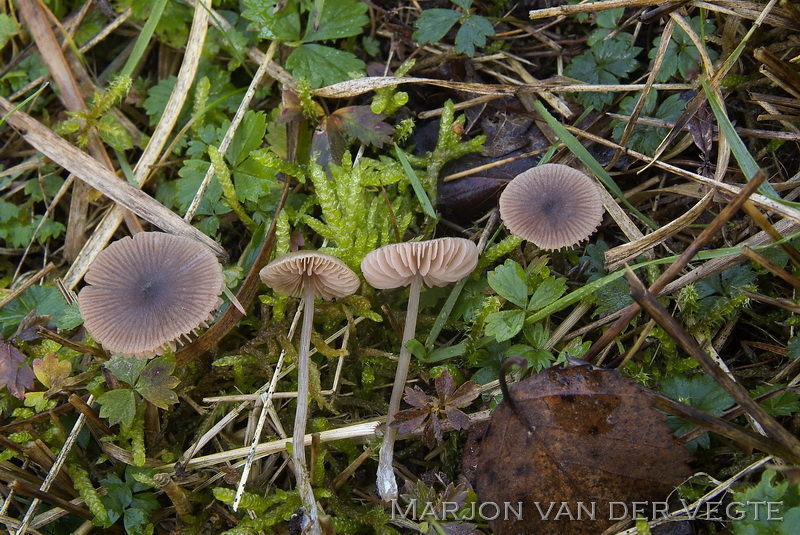 Spitshoeksporige satijnzwam - Entoloma milthaleri