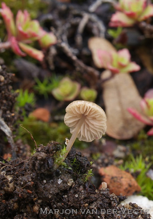 Kleine satijnzwam - Entoloma minutum