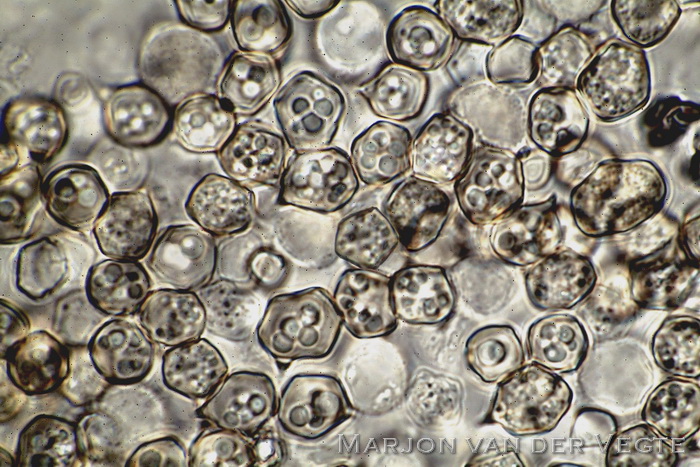 Kleine satijnzwam - Entoloma minutum