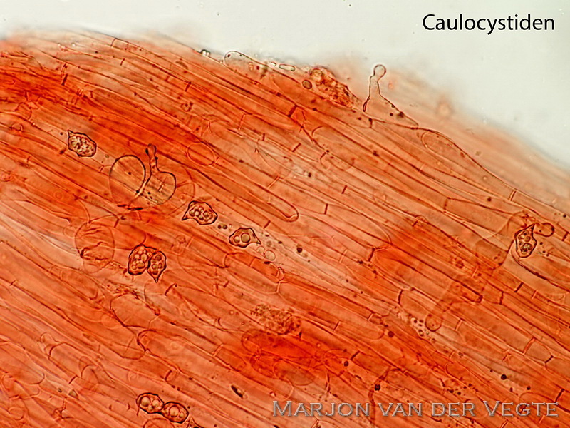 Pijpenstrosatijnzwam - Entoloma moliniophilum 