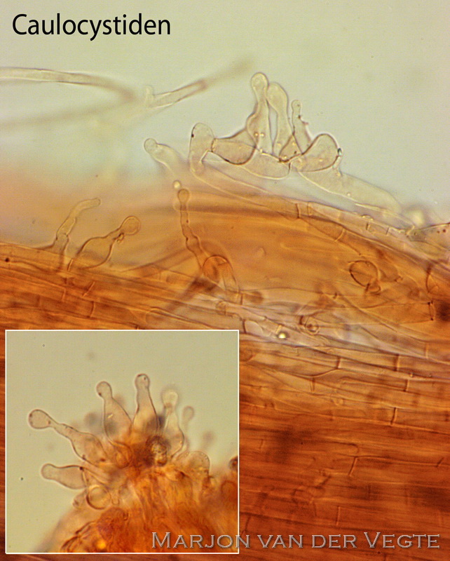 Pijpenstrosatijnzwam - Entoloma moliniophilum