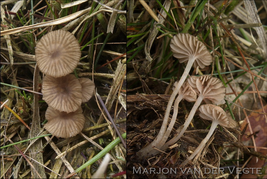 Pijpenstrosatijnzwam - Entoloma moliniophilum 