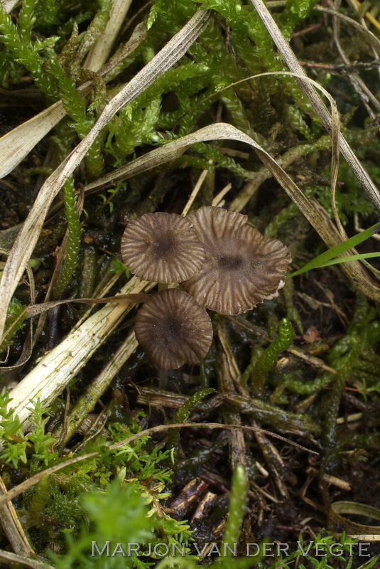 Pijpenstrosatijnzwam - Entoloma moliniophilum 