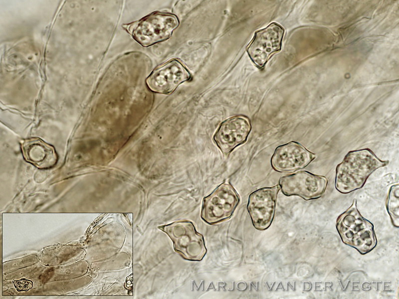 Pijpenstrosatijnzwam - Entoloma moliniophilum 