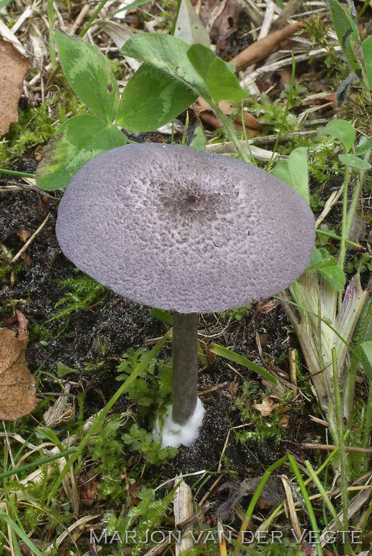 Lilagrijze satijnzwam - Entoloma mougeotii