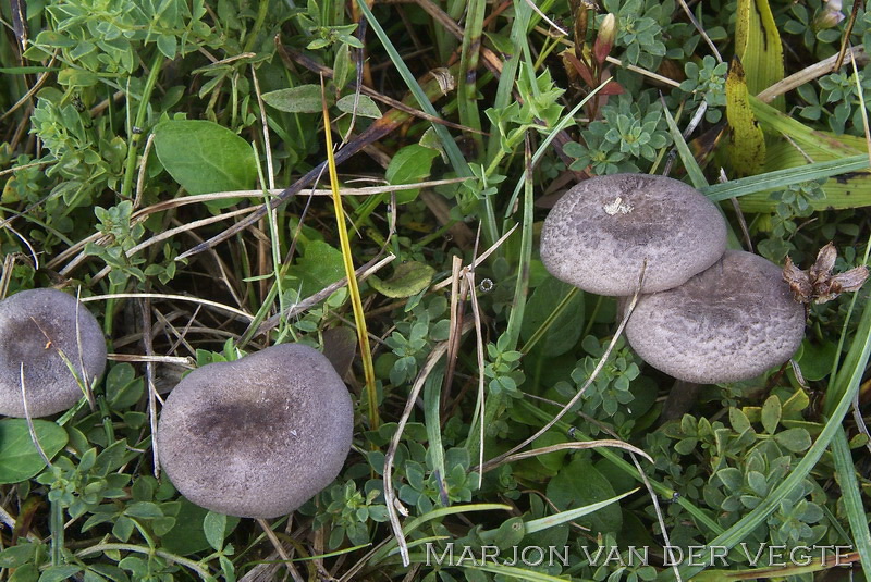 Lilagrijze satijnzwam - Entoloma mougeotii