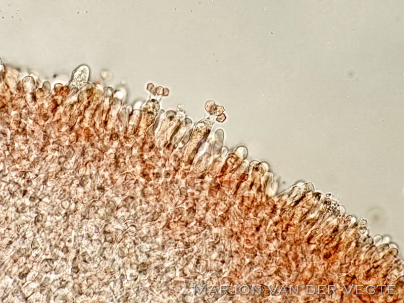 Entoloma occultatum - Entoloma occultatum