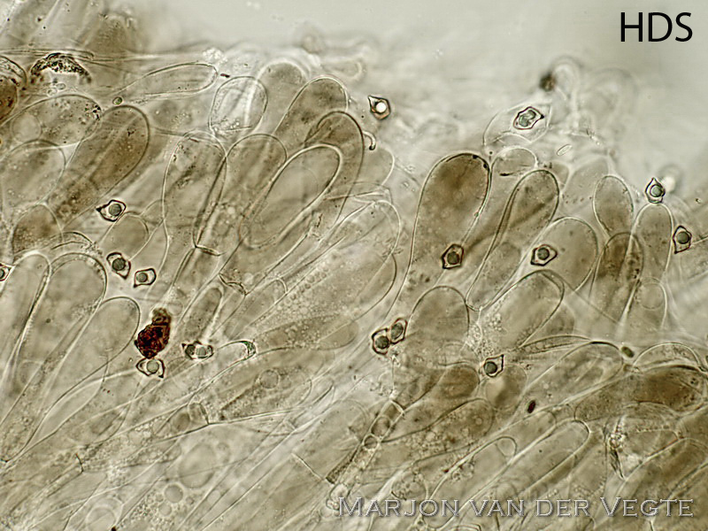 Okerkleurig staalsteeltje - Entoloma ochromicaceum