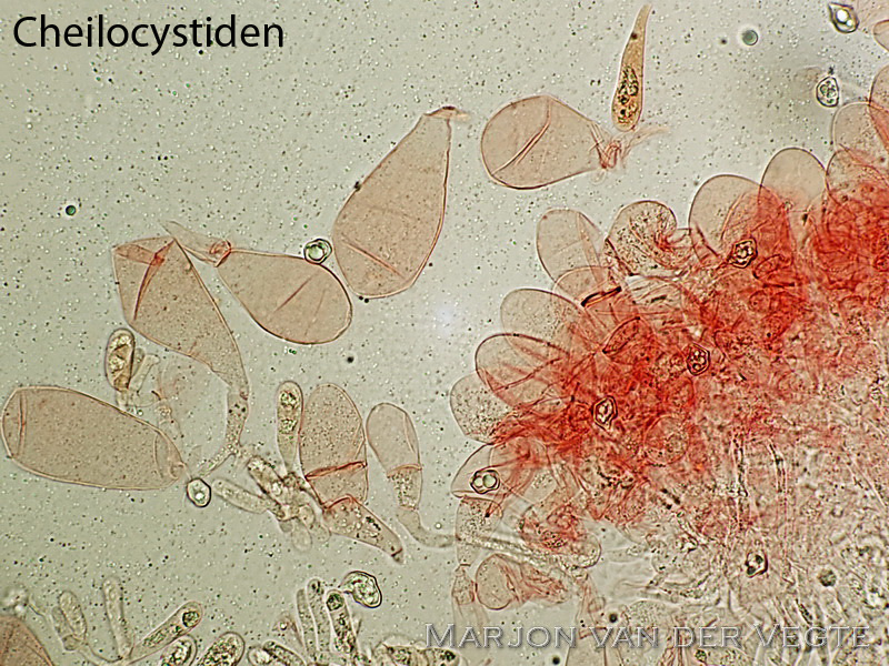 Okerkleurig staalsteeltje - Entoloma ochromicaceum