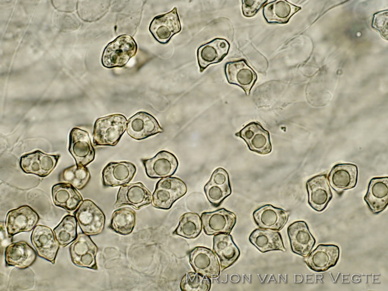 Okerkleurig staalsteeltje - Entoloma ochromicaceum