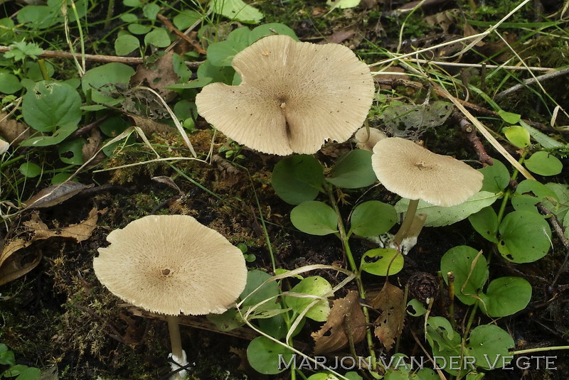 Okerkleurig staalsteeltje - Entoloma ochromicaceum