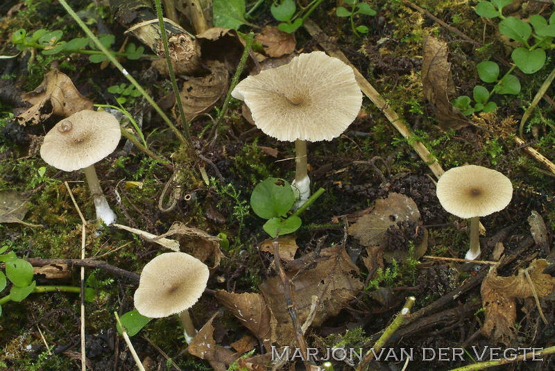 Okerkleurig staalsteeltje - Entoloma ochromicaceum