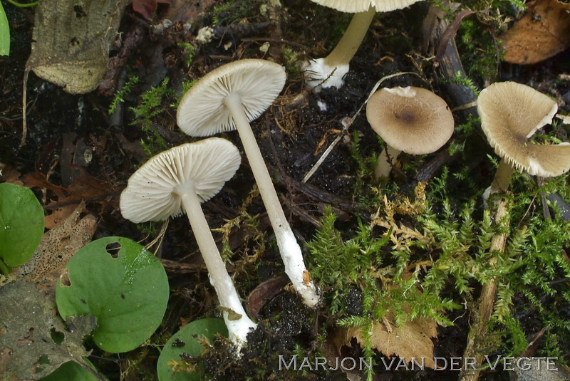 Okerkleurig staalsteeltje - Entoloma ochromicaceum