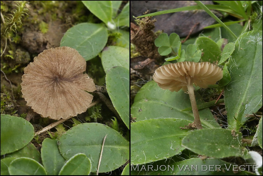 Jubileumsatijnzwam - Entoloma phlebodermum