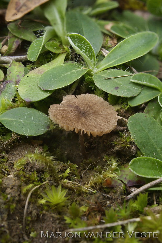 Jubileumsatijnzwam - Entoloma phlebodermum