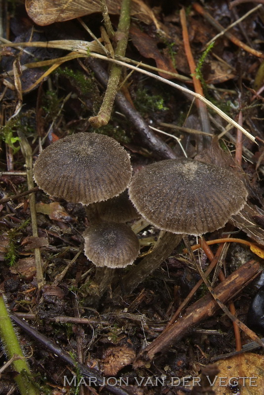 Entoloma pilosum - Entoloma pilosum