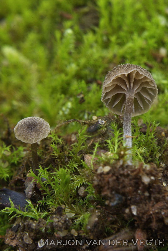 Entoloma pilosum - Entoloma pilosum