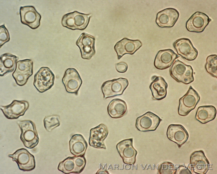 Porfiergrijze satijnzwam - Entoloma porphyrogriseum