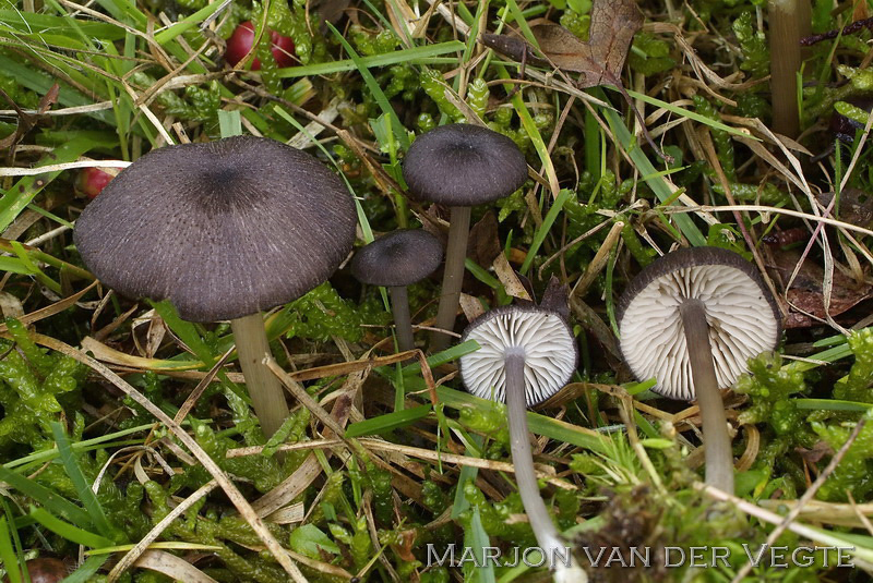 Porfiergrijze satijnzwam - Entoloma porphyrogriseum