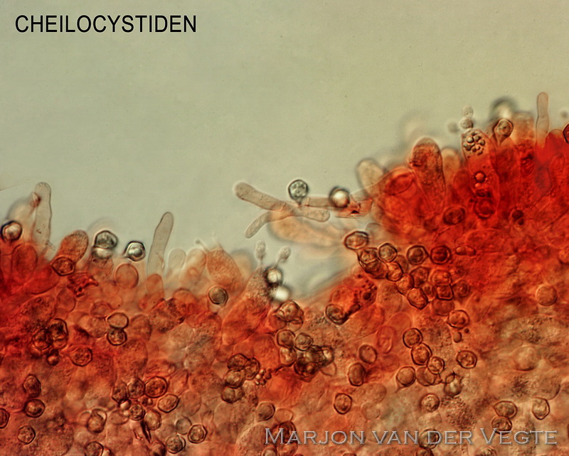 Entoloma pseudosericeoides - Entoloma pseudosericeoides