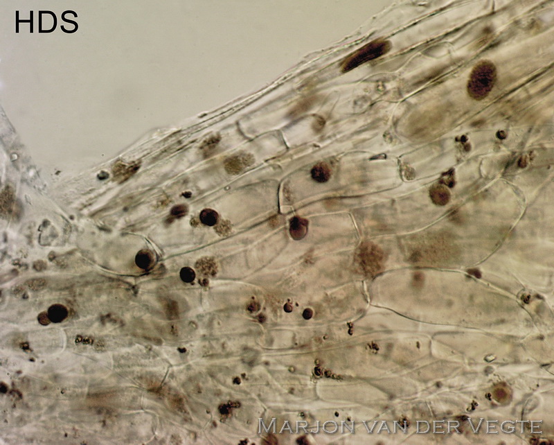 Entoloma pseudosericeoides - Entoloma pseudosericeoides