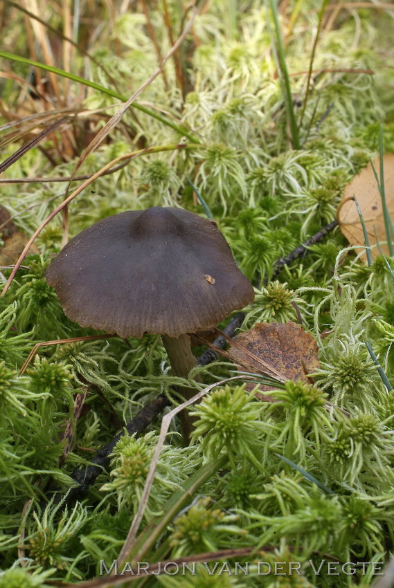 Grote veenmossatijnzwam - Entoloma sphagneti