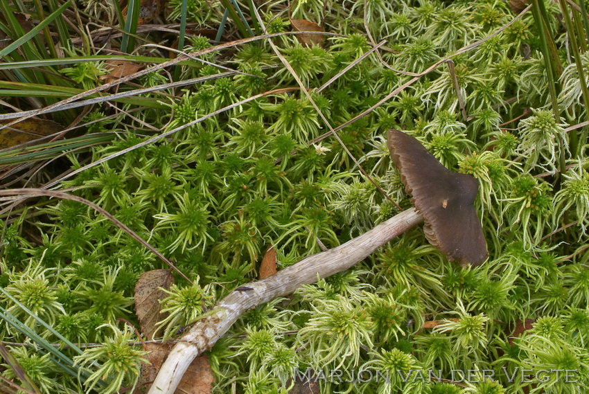 Grote veenmossatijnzwam - Entoloma sphagneti
