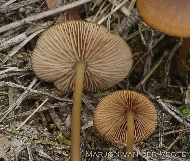 Geelplaatstaalsteeltje - Entoloma xanthochroum