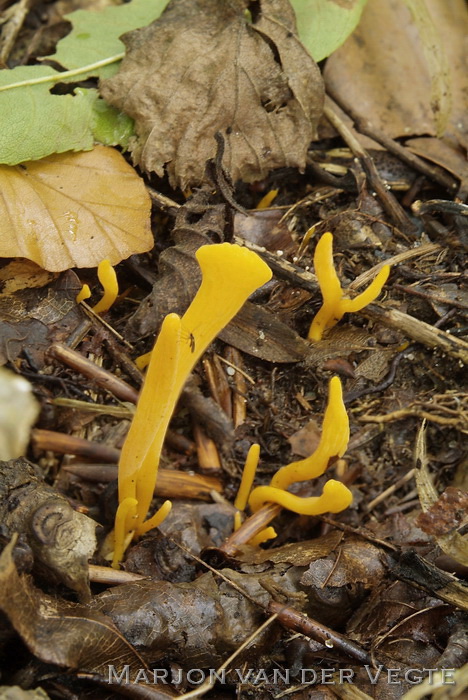 Gele knotszwam - Clavulinopsis helvola
