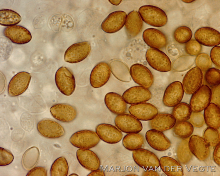 Beemdmosklokje - Galerina hygrophila
