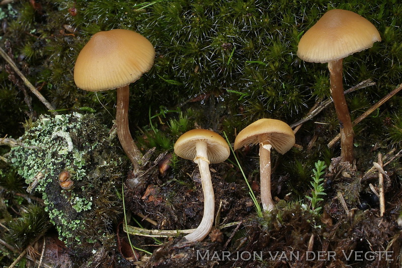 Galerina sp1 - Galerina sp1