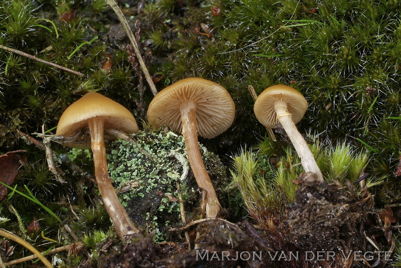Galerina sp1 - Galerina sp1