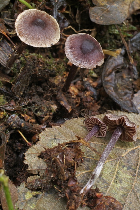 Gegordelde elzengordijnzwam - Cortinarius alnetorum